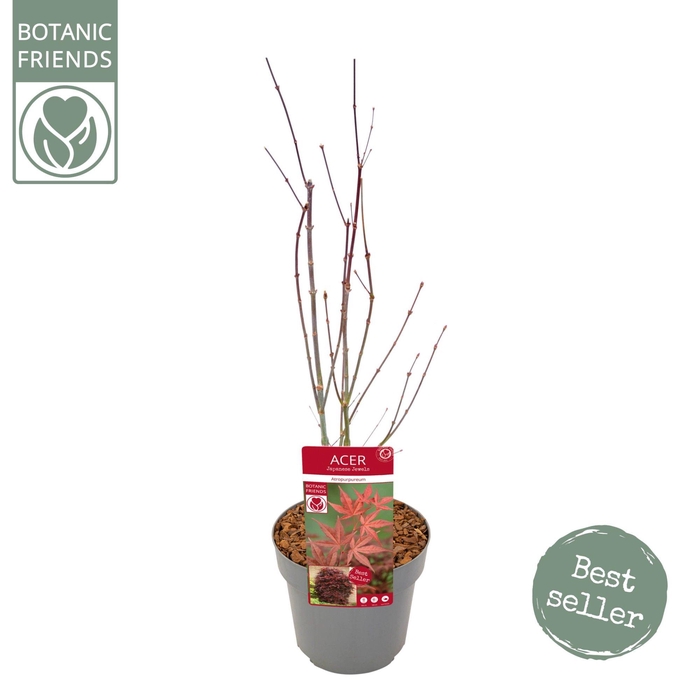 <h4>Acer palm. 'Atropurpureum'</h4>