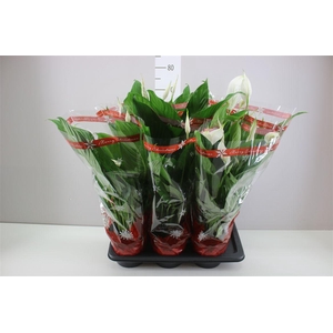 Spathiphyllum Bingo Cupido