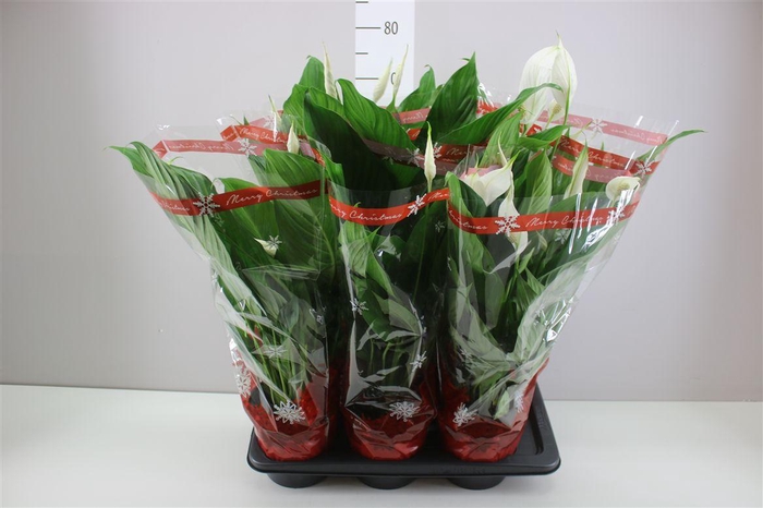 <h4>Spathiphyllum Bingo Cupido</h4>