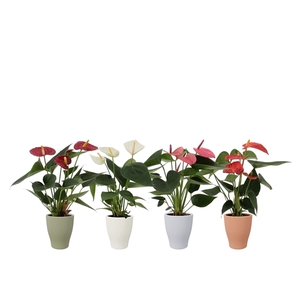 Anthurium 4 color mix in Carly autumn ceramics