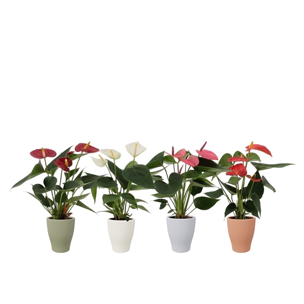 <h4>Anthurium 4 color mix in Carly autumn ceramics</h4>