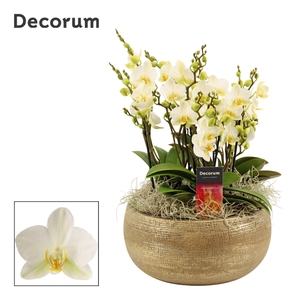 Aurelie dazzling 9+ tak symphony Lausanne (Deco-collection)