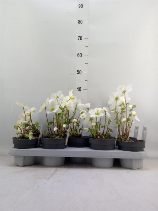 <h4>Helleborus niger</h4>