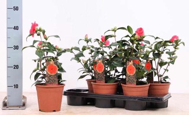 <h4>CAME JAPONICA</h4>