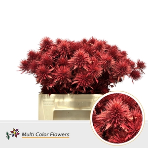 Eryngium Rood
