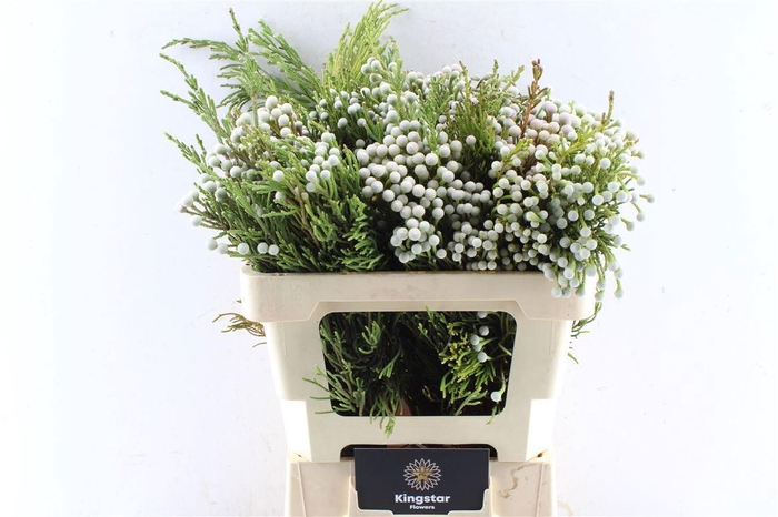 <h4>BRUN NODULIFLORA</h4>