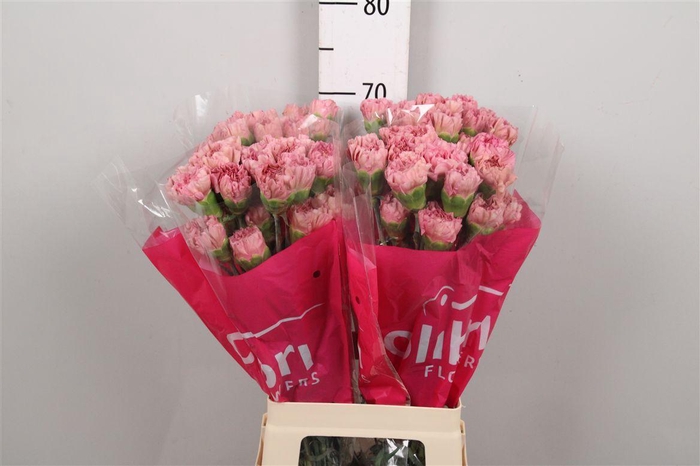 <h4>Di St Lege Pink</h4>