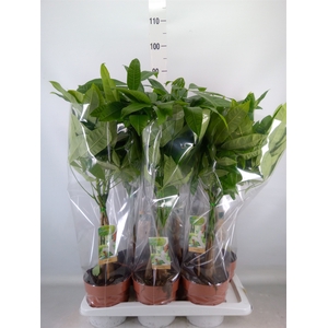 Pachira aquatica