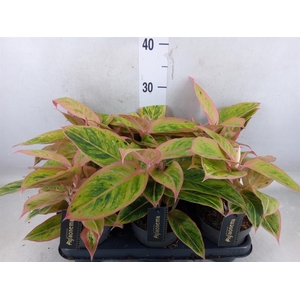 Aglaonema  'Salmon Fantasy'