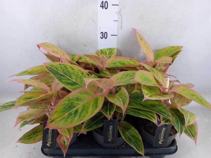 <h4>Aglaonema  'Salmon Fantasy'</h4>