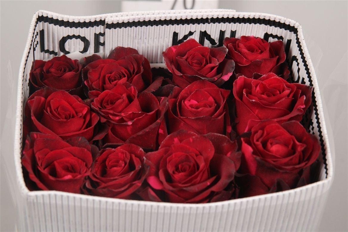 <h4>R Gr Red Panther Ec</h4>