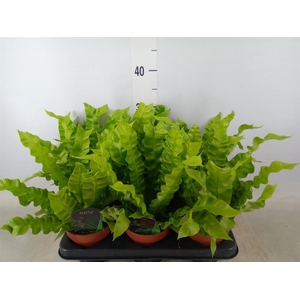 Asplenium nidus 'Crispy Wave'