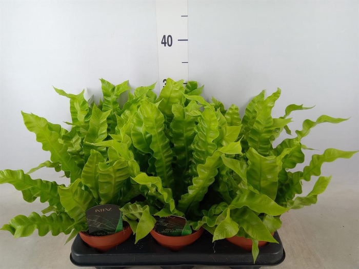 <h4>Asplenium nidus 'Crispy Wave'</h4>