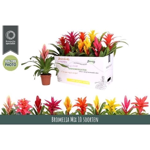 BROMELIA GEM 6 SRT