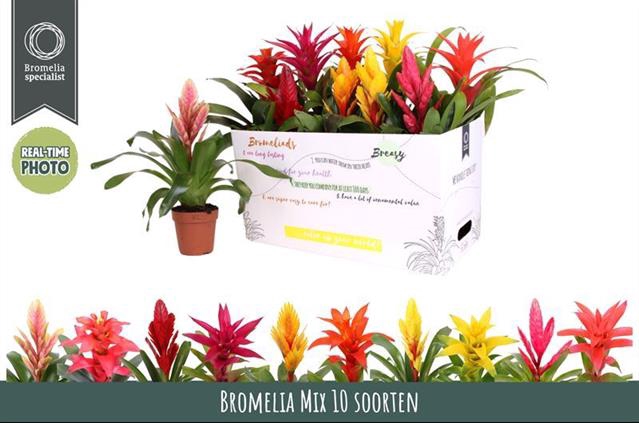 BROMELIA GEM 6 SRT