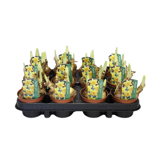 Bol op pot Narcis Carlton