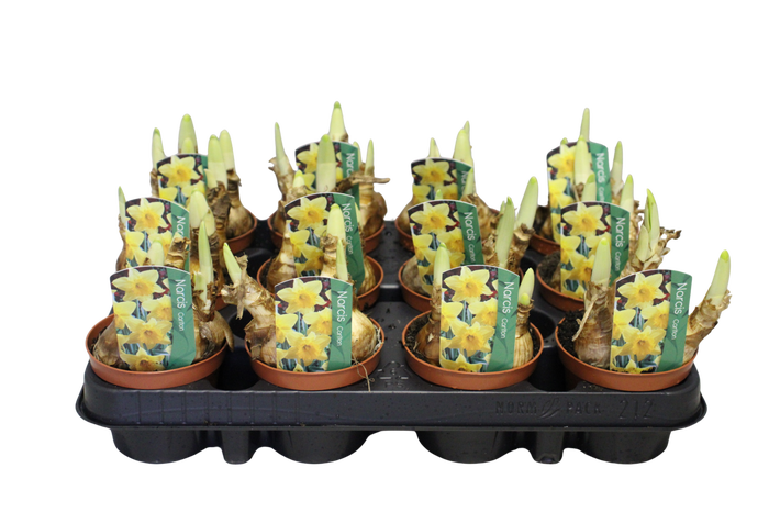 <h4>Bol op pot Narcis Carlton</h4>