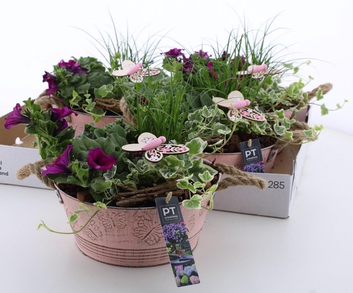 <h4>ARR TUINPLANTEN</h4>