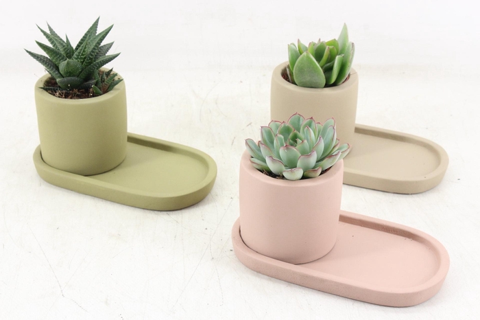 <h4>arr3 Demi - Ker. plateau mix</h4>