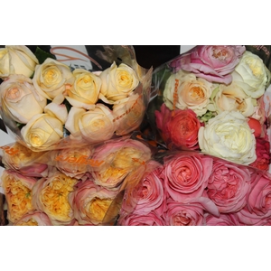 ROSA GARDEN VARIADA 040 CM