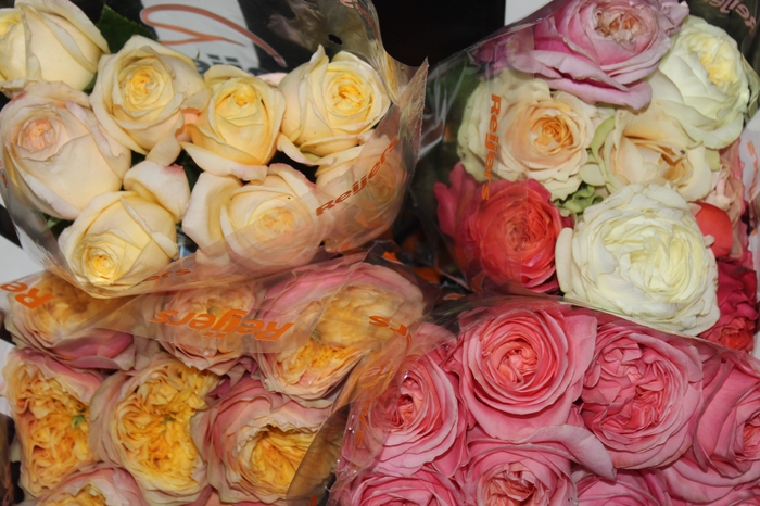 <h4>ROSA GARDEN VARIADA 040 CM</h4>
