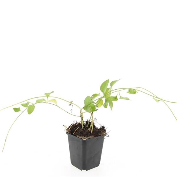 <h4>Vinca major</h4>