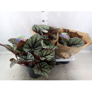 Begonia BD 'MagicColours Fedor'