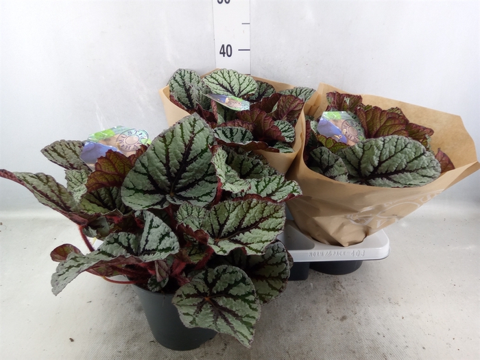 Begonia BD 'MagicColours Fedor'