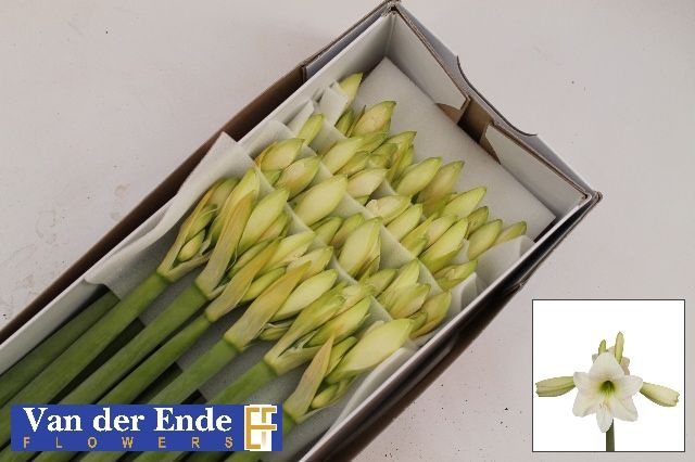 HIPP DI COSTA BLANCA