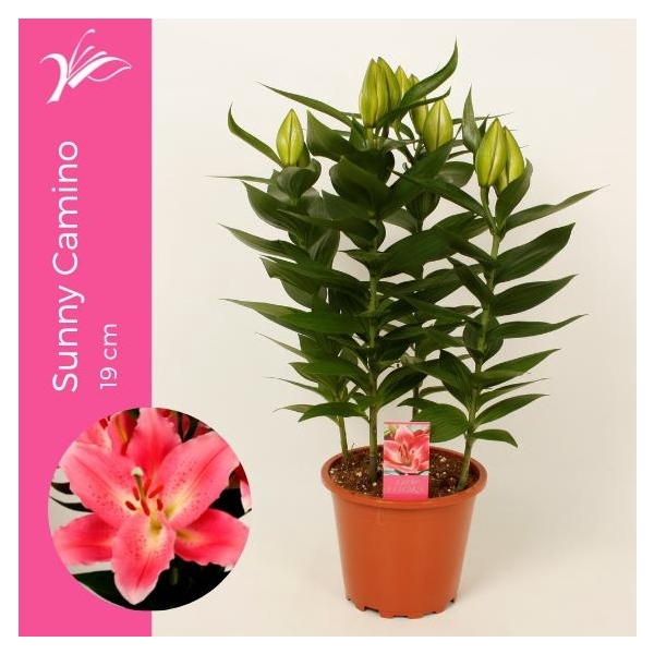 <h4>Lilium Sunny Camino 19 cm (or. lelie)</h4>