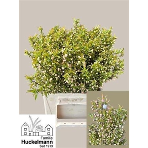 Prunus Gland Vertakt