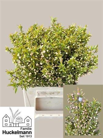 <h4>Prunus Gland Vertakt</h4>