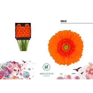 Germini Max Diamond per kaart