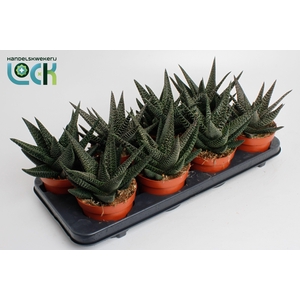 Haworthia Gasworthia 'Royal Highness'