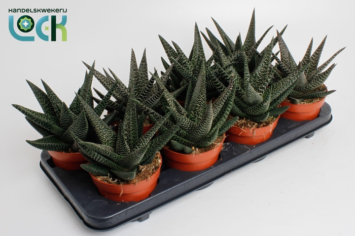 <h4>Haworthia Gasworthia 'Royal Highness'</h4>