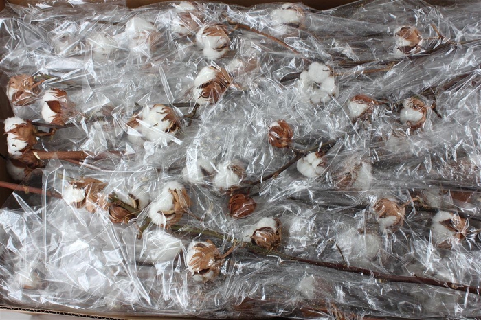 <h4>Gos Hirsutum Wit</h4>