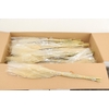 DF Stypha 60cm Bs Naturel