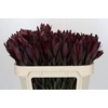 Leucadendron Saf Sunset Dark R.