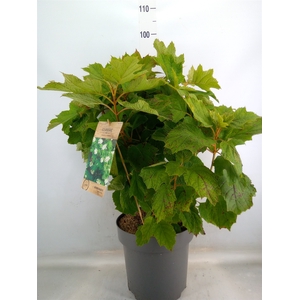 Hydrangea quercifolia