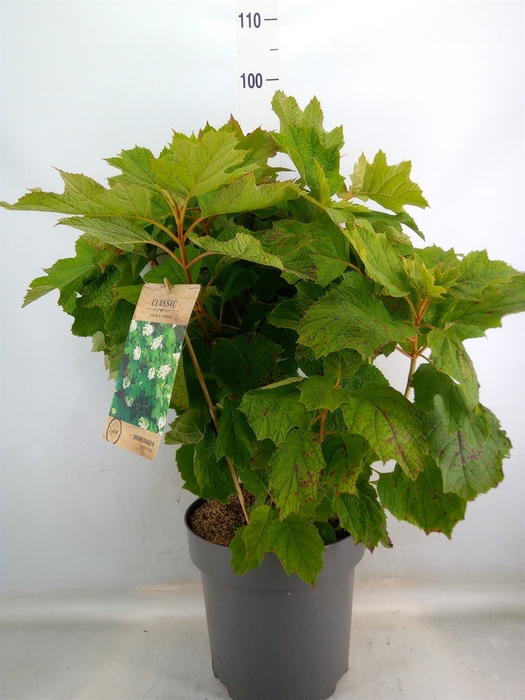<h4>Hydrangea quercifolia</h4>