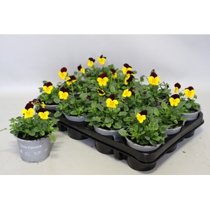 Viola cornuta F1 Yellow with Red wing