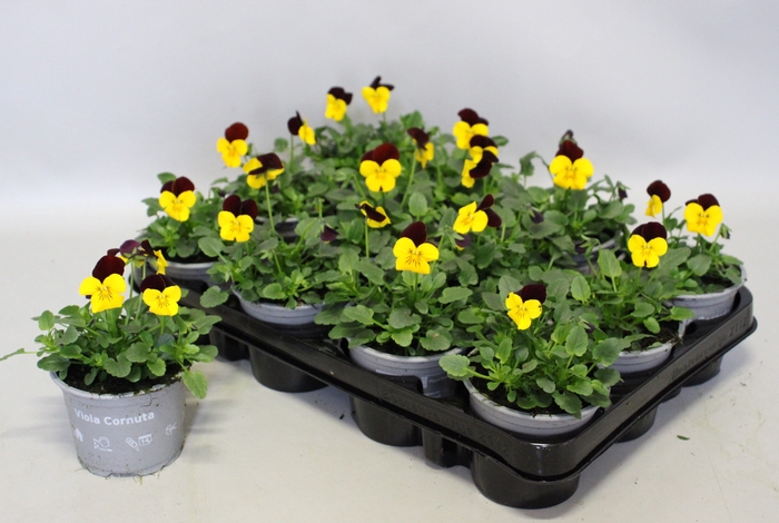 <h4>Viola cornuta F1 Yellow with Red wing</h4>