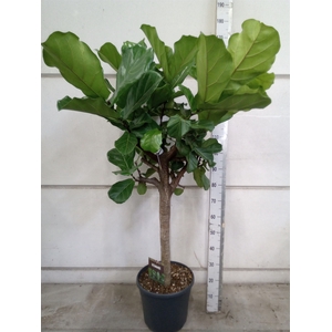 Ficus lyrata