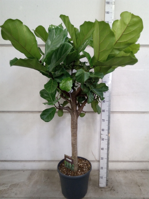 <h4>Ficus lyrata</h4>