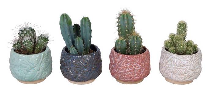 CACTUS MIX P6 L 67145