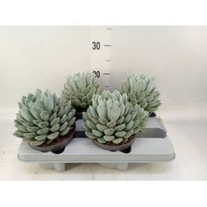 Pachyphytum  'Corvus'