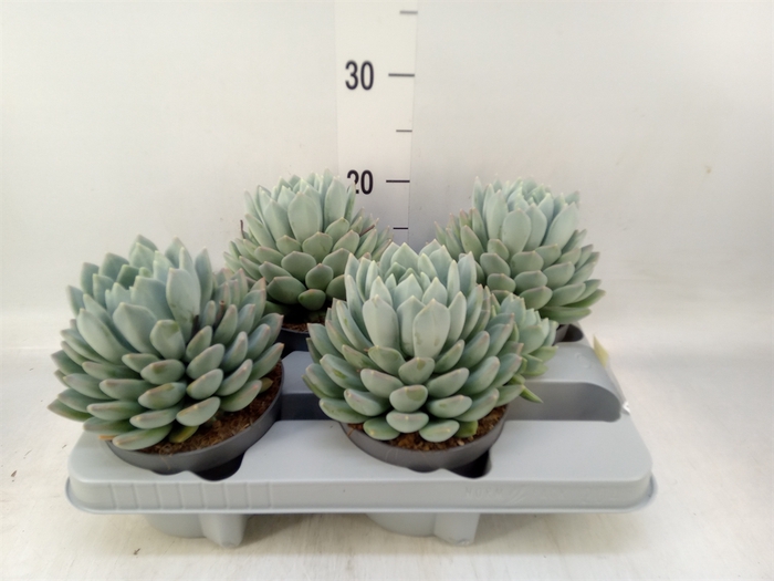 <h4>Pachyphytum  'Corvus'</h4>