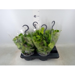 Dischidia platyphylla