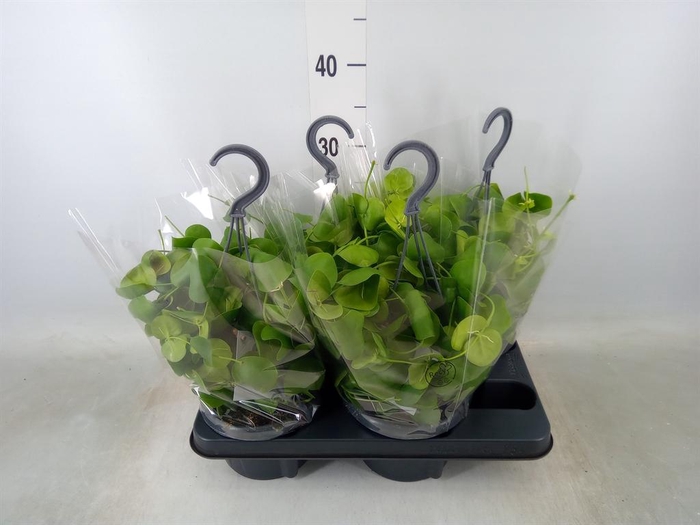 <h4>Dischidia platyphylla</h4>