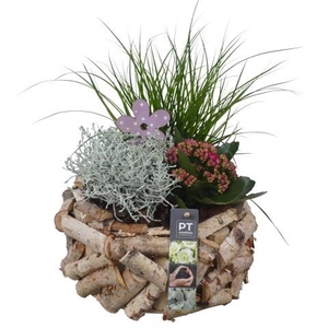 PTSO6026 Arrangement Summer Outdoor in houten bak